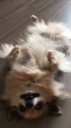 上田良子ブリーダーからお迎えしたチワワ(ロング)：ティムくん