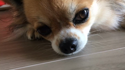 上田良子ブリーダーからお迎えしたチワワ(ロング)：ティムくん