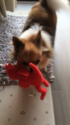 上田良子ブリーダーからお迎えしたチワワ(ロング)：ティムくん