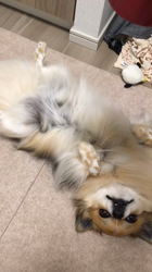 上田良子ブリーダーからお迎えしたチワワ(ロング)：ティムくん