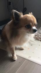 上田良子ブリーダーからお迎えしたチワワ(ロング)：ティムくん