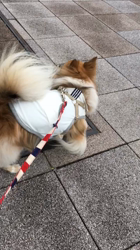 上田良子ブリーダーからお迎えしたチワワ(ロング)：ティムくん