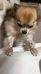 上田良子ブリーダーからお迎えしたチワワ(ロング)：ティムくん