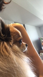 上田良子ブリーダーからお迎えしたチワワ(ロング)：ティムくん