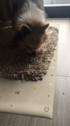 上田良子ブリーダーからお迎えしたチワワ(ロング)：ティムくん