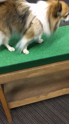 上田良子ブリーダーからお迎えしたチワワ(ロング)：ティムくん