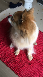 上田良子ブリーダーからお迎えしたチワワ(ロング)：ティムくん