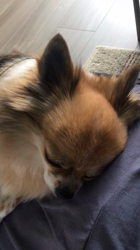 上田良子ブリーダーからお迎えしたチワワ(ロング)：ティムくん