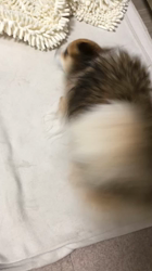 上田良子ブリーダーからお迎えしたチワワ(ロング)：ティムくん