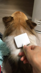 上田良子ブリーダーからお迎えしたチワワ(ロング)：ティムくん