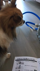 上田良子ブリーダーからお迎えしたチワワ(ロング)：ティムくん