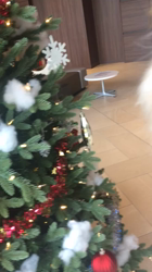 上田良子ブリーダーからお迎えしたチワワ(ロング)：ティムくん