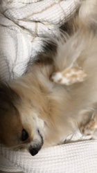 上田良子ブリーダーからお迎えしたチワワ(ロング)：ティムくん