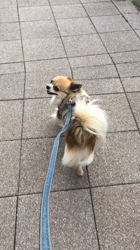 上田良子ブリーダーからお迎えしたチワワ(ロング)：ティムくん