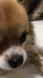 上田良子ブリーダーからお迎えしたチワワ(ロング)：ティムくん