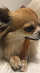 上田良子ブリーダーからお迎えしたチワワ(ロング)：ティムくん