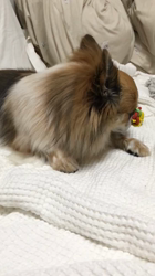 上田良子ブリーダーからお迎えしたチワワ(ロング)：ティムくん