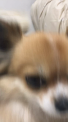 上田良子ブリーダーからお迎えしたチワワ(ロング)：ティムくん