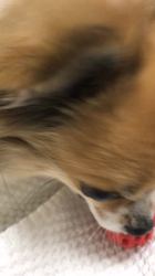 上田良子ブリーダーからお迎えしたチワワ(ロング)：ティムくん