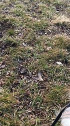 上田良子ブリーダーからお迎えしたチワワ(ロング)：ティムくん