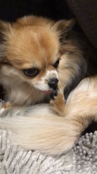 上田良子ブリーダーからお迎えしたチワワ(ロング)：ティムくん