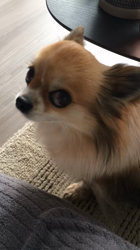 上田良子ブリーダーからお迎えしたチワワ(ロング)：ティムくん