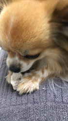 上田良子ブリーダーからお迎えしたチワワ(ロング)：ティムくん