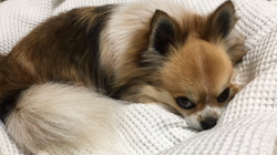 上田良子ブリーダーからお迎えしたチワワ(ロング)：ティムくん