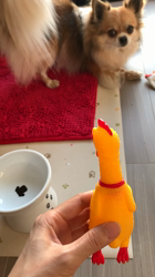 上田良子ブリーダーからお迎えしたチワワ(ロング)：ティムくん