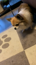 上田良子ブリーダーからお迎えしたチワワ(ロング)：ティムくん