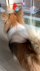 上田良子ブリーダーからお迎えしたチワワ(ロング)：ティムくん