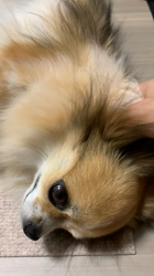 上田良子ブリーダーからお迎えしたチワワ(ロング)：ティムくん