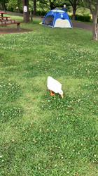 上田良子ブリーダーからお迎えしたチワワ(ロング)：ティムくん