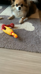 上田良子ブリーダーからお迎えしたチワワ(ロング)：ティムくん