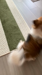 上田良子ブリーダーからお迎えしたチワワ(ロング)：ティムくん