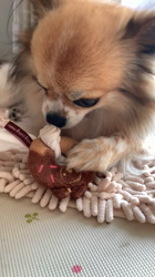 上田良子ブリーダーからお迎えしたチワワ(ロング)：ティムくん