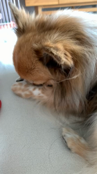 上田良子ブリーダーからお迎えしたチワワ(ロング)：ティムくん