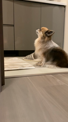 上田良子ブリーダーからお迎えしたチワワ(ロング)：ティムくん