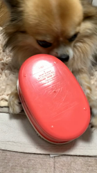 上田良子ブリーダーからお迎えしたチワワ(ロング)：ティムくん