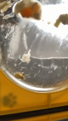 上田良子ブリーダーからお迎えしたチワワ(ロング)：ティムくん