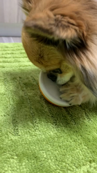 上田良子ブリーダーからお迎えしたチワワ(ロング)：ティムくん