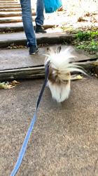 上田良子ブリーダーからお迎えしたチワワ(ロング)：ティムくん