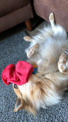 上田良子ブリーダーからお迎えしたチワワ(ロング)：ティムくん