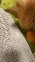 上田良子ブリーダーからお迎えしたチワワ(ロング)：ティムくん