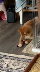 横田幸治ブリーダーからお迎えした柴犬：吉祥くん