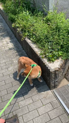 横田幸治ブリーダーからお迎えした柴犬：吉祥くん