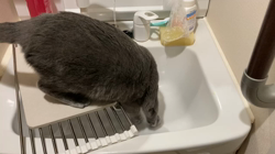 池田研司ブリーダーからお迎えしたロシアンブルー：イトくん