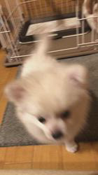 長瀬淳ブリーダーからお迎えしたチワワ(ロング)：ライトくん