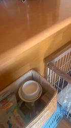 長瀬淳ブリーダーからお迎えしたチワワ(ロング)：ライトくん