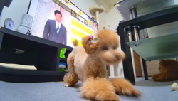 竹場由美ブリーダーからお迎えしたトイプードル：ヒマゴールドちゃん